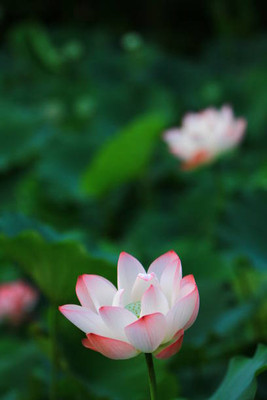 ALPINE HYBRID SEEDS lotus,kamal seeds Seed(12 per packet)