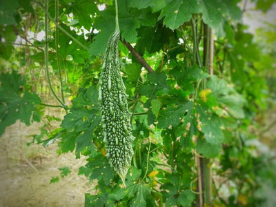 Kodali Hybrid F1 Bitter Gourd Seed Pack Of 13 Seed(13 per packet)
