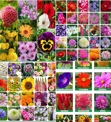 ibains Multi seed combo flower biij 212 Seed(212 per packet)