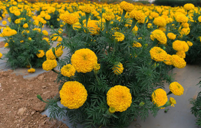 abiswas marigold/gende ka phool flower seeds Seed(50 per packet)