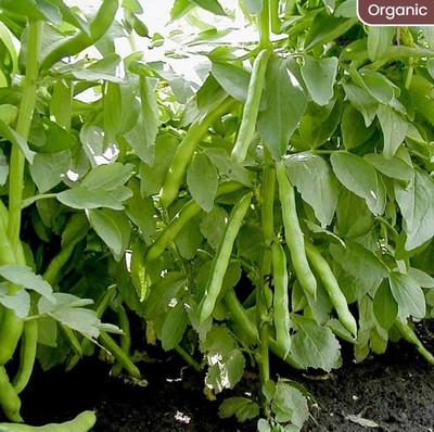 Quentova Broad Bean - Eleonora (Organic)-PUA Seed(50 per packet)