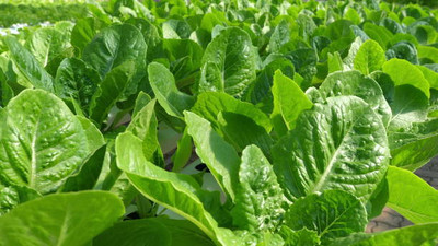 AFARTIOBINA 90 PCS SPINACH SEEDS-A02 Seed(90 per packet)