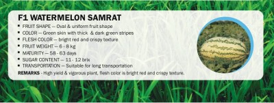 VibeX F1 WATERMELON SAMRAT(2500 Seeds) Seed(2500 per packet)