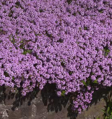 VibeX XLR-57 - Creeping Thyme-Thymus Serpyllum - (1350 Seeds) Seed(1350 per packet)