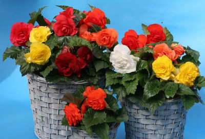 Qualtivate PAU-11 Seeds Begonia Large-Flowered Mix - Organic Seed(25 per packet)