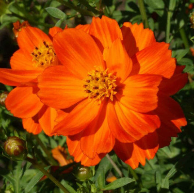 VibeX NDIR-85 - Redcrest Cosmos Flower - (270 Seeds) Seed(270 per packet)