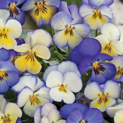 CYBEXIS Viola ‘Cool Summer Breeze’ (Pansy) Seed(50 per packet)