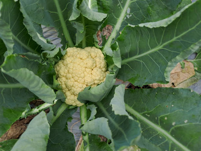 Urvaar white cauliflower,gobhee seeds Seed(13 per packet)