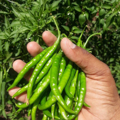 WILLVINE VMR -VII F1 Chilli/Bell/Paprika Pepper Seeds[2.5gm, 500 Seeds] Seed(500 per packet)