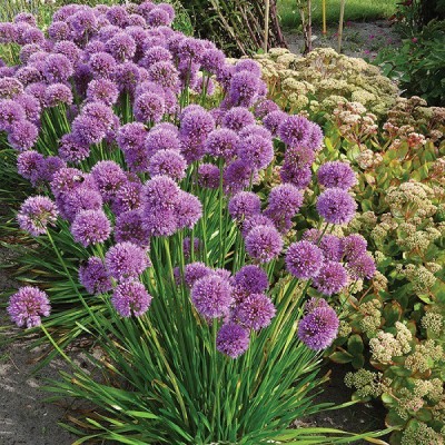 CYBEXIS Allium, In Orbit400 Seeds Seed(400 per packet)