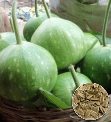 Greenfall Round Bottle Gourd Seeds for Healthy Eating - 15 Seeds in a Convenient Pack Seed(15 per packet)