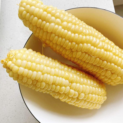 WILLVINE MEH -IX Sweet Corn Seeds Fast-Growing-[100g] Seed(400 per packet)