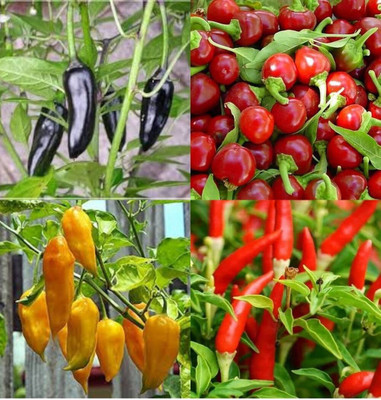 ibains Ghee chilli seeds bij 53 Seed(53 per packet)