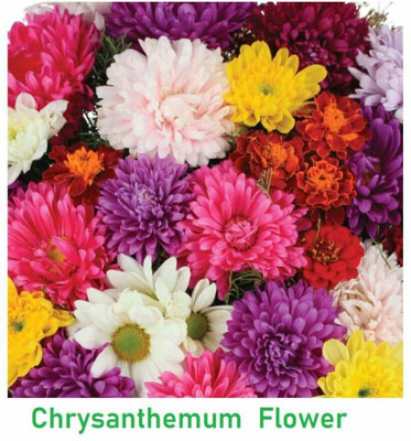 Liance Mix chrysanthemum flower Seed(100 per packet)