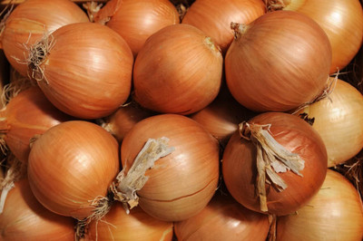 WILLVINE HUA -XI Yellow Sweet Spanish Onion [50g] Seed(30000 per packet)
