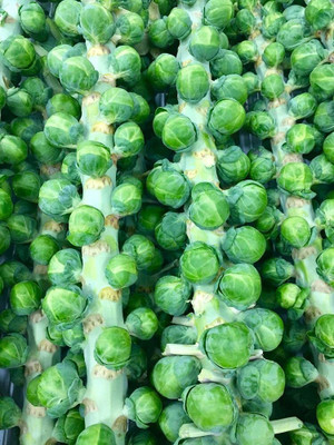 WILLVINE AGRI -XII Brussel Sprouts F1 Hybrid [2.5g] Seed(750 per packet)