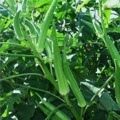 VEDHAHI Lady Finger Seed(50 per packet)