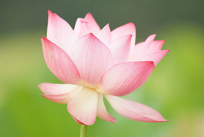 PlantaZee lotus,kamal gatta Seed(10 per packet)