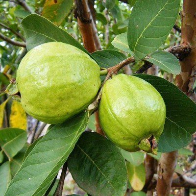 PMA guava seed, payara Seed(57 per packet)