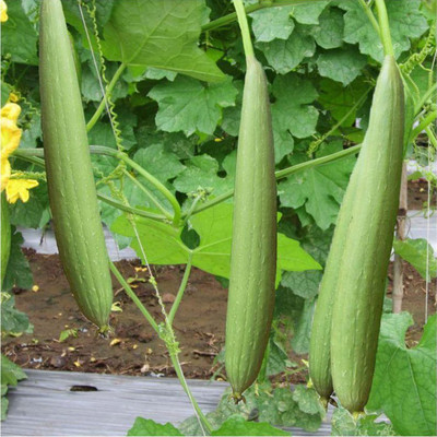 Qualtivate RES-8A Sponge Gourd - High Yielding Seed(50 per packet)