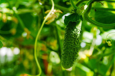 ShubhBhakti bitter gourd,karela seeds Seed(30 per packet)