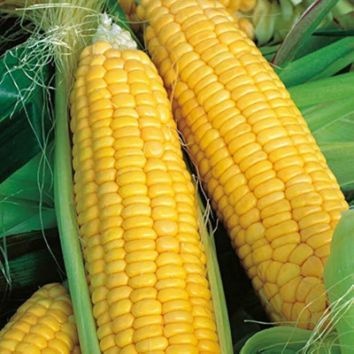MOONQULTY hybrid corn, Bhutta, Makka 330 Seed(330 per packet)