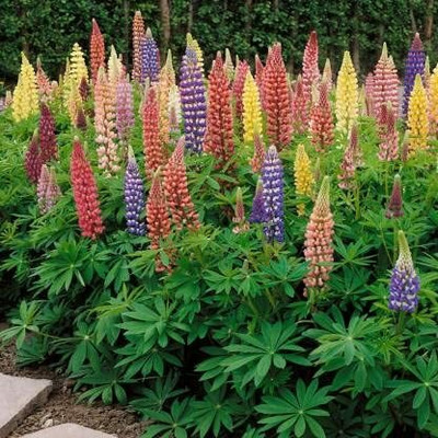 AXAQI Lupin Flower Seed(10 per packet)