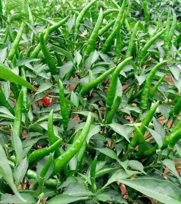 HYBRID Hybrid chilli seeds highest yield Verity early fruiting 10g Seed(10 g)
