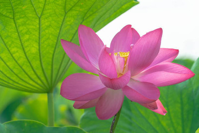 NaturePlanet lotus,kamal gatta Seed(11 per packet)