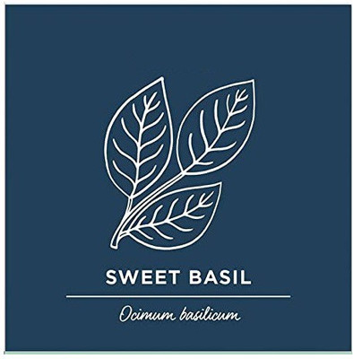 VibeX PAU-11 - Sweet Basil Genovese - (4500 Seeds) Seed(4500 per packet)