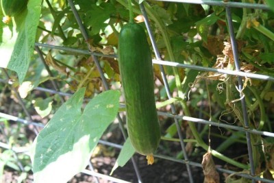 KNESSiN Khira Cucumbers-{600 Seeds} Seed(600 per packet)