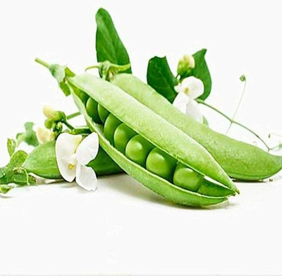 CYBEXIS Hybrid Pea Seeds Climbing400 Seeds Seed(400 per packet)