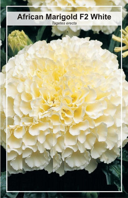 WILLVINE Marigold French Dwarf Double Mixed-[2500 Seeds] Seed(2500 per packet)