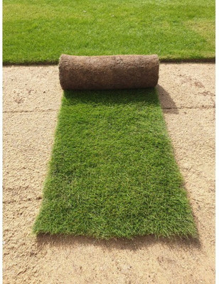 Flipkart SmartBuy Exotic Lawn Grass Seed(50 per packet)