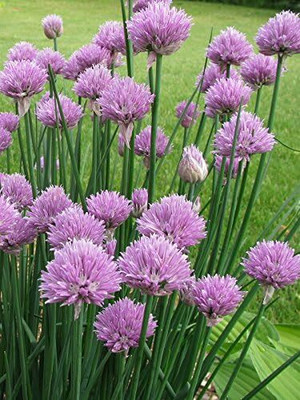 Biosnyg Non GMO Common Chive Seeds For Gardening-(750 Seeds) Seed(750 per packet)