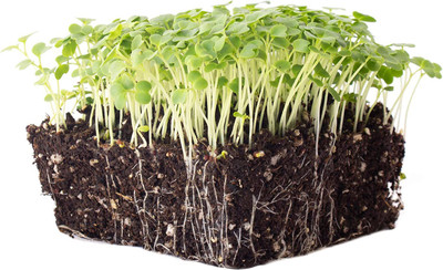 CYBEXIS LX-13 - Green Mustard Microgreens - (2250 Seeds) Seed(2250 per packet)