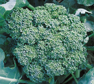 VibeX ® LXI-295 Calabrese Heirloom Broccoli Seeds Seed(200 per packet)