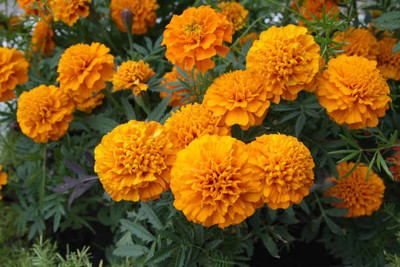 JasBerk marigold/gende ka phool flower seeds Seed(75 per packet)