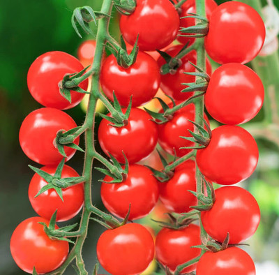 Aywal Tomato Seed(750 per packet)