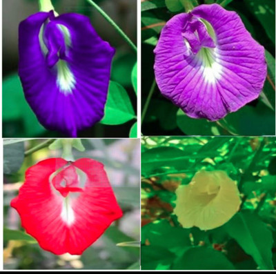 VS GLOBAL Sankupushpi flower mix seeds,,Aparajitha.,clitoria ternatea. ( 15 seeds ) Seed(15 per packet)