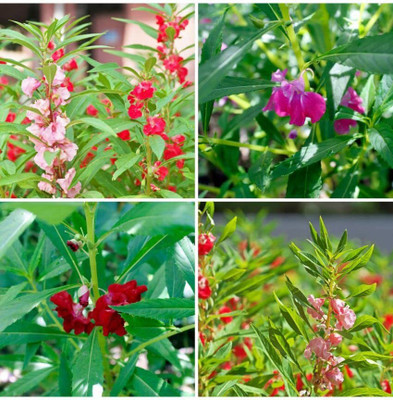 Aywal Balsam Double Mixed Flower Seed(30 per packet)
