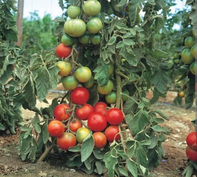 WILLVINE F1 hybrid Chandrajeet Tomato Seeds [25g, 7500 Seeds] Seed(7500 per packet)
