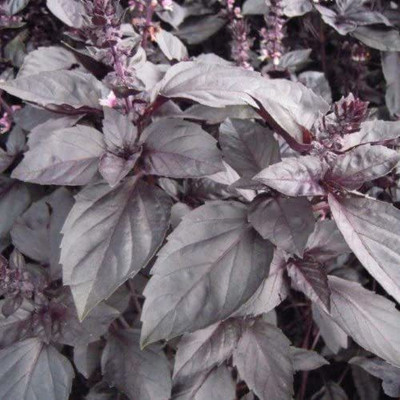 VibeX ® VXI-60 Dark Opal Basil(Ocimum basilicum) Seed(1000 per packet)