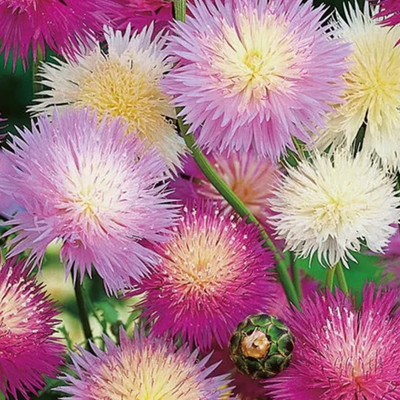 EVEMP Imperialis Sweet Sultan Flower Seed Mix Seed(50 per packet)