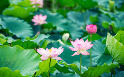 AARADYAPRIAYL lotus,kamal gatta Seed(14 per packet)
