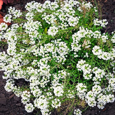 Epazo Hybrid Sweet Allysum Seed(16 per packet)