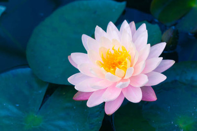 Around Creation lotus,kamal gatta Seed(14 per packet)