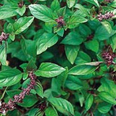 WILLVINE XLR-17 Cinnamon Basil Culinary Herb Seed(1000 per packet)