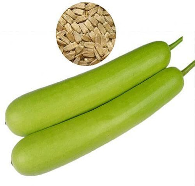 Aywal Bottle Gourd Dudhi Sorakaya Lauki Calabash Seed(90 per packet)