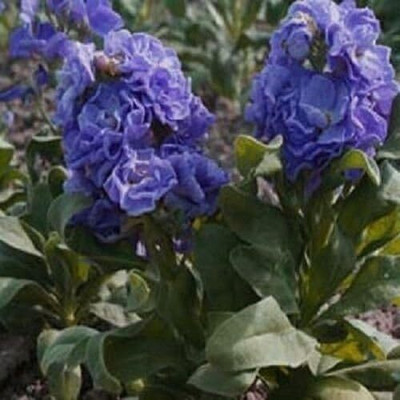 LPR STOCK Seed(10 per packet)